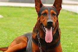 此犬是我国培养而出，能力上不输德牧犬，却因为是本土犬而无人问津