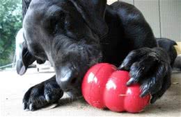 狗狗每天只吃犬粮？12种狗能够吃的食物，给犬粮加点料吧