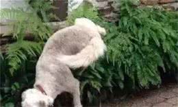 犬中的心机狗—小型犬
