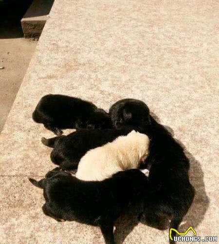 天下之大无奇不有，你见过纯黑色的金毛犬吗？今天带你认识一下