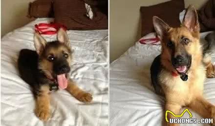 狗狗大小对比图，你还是我的那个TA！