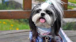 西施犬一天吃多少犬粮西施犬犬粮怎么挑选
