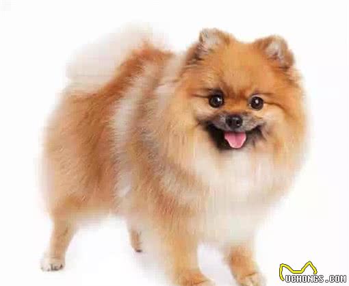 查克:你适合养哪一种狗狗,迷你犬篇