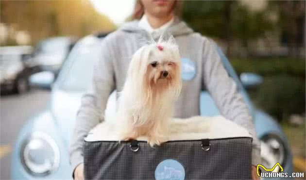 查克:你适合养哪一种狗狗,迷你犬篇