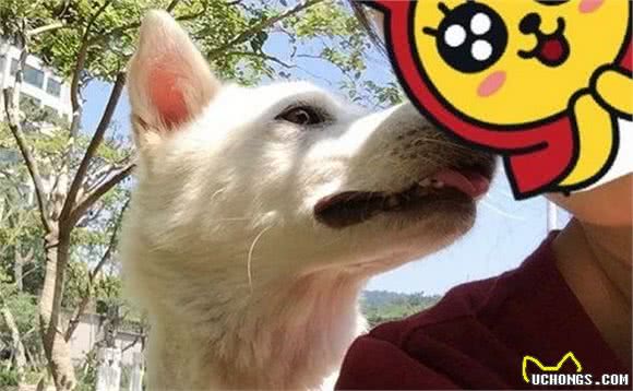 拥有“招狗体质”是种什么样的体验?