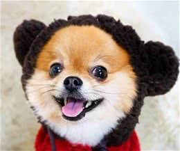 心理行为：狗狗和陌生人舔脸亲近是在示好么？