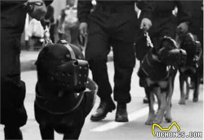 今生，我一定得养一只“罗威纳犬”，理由有7个