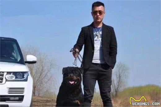 今生，我一定得养一只“罗威纳犬”，理由有7个