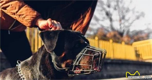 今生，我一定得养一只“罗威纳犬”，理由有7个