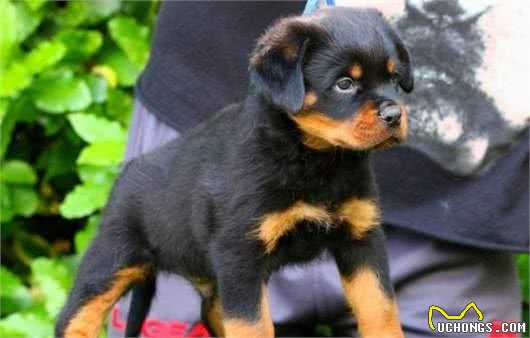 今生，我一定得养一只“罗威纳犬”，理由有7个