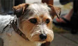 把握正确的老狗营养，长寿又健康！