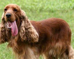 可卡犬的饲养肉类的供给要比其他犬种多