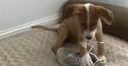 狗为什么喜欢啃咬鞋子？看完解开多年疑惑