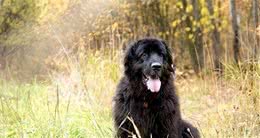 纽芬兰犬作为大型犬，却有温和的性格，饲养时应当注意什么呢？