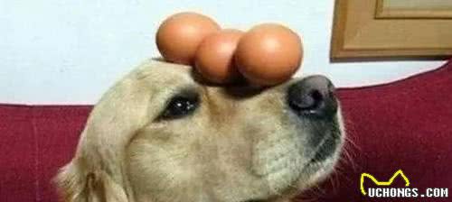 铲屎官们注意了，平时我们生活中很常见的十种狗狗不能吃的食物！