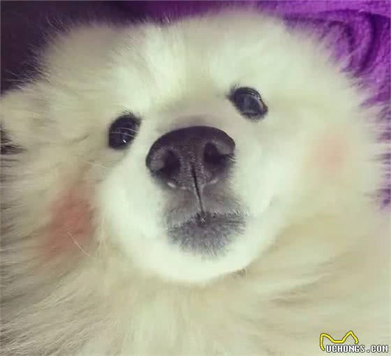 下次碰见这类狗狗，千万别认成萨摩耶犬了！