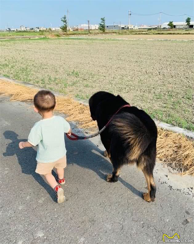 小主人牵124斤藏獒散步，狗狗突然冲进草丛，结果却令主人暖心