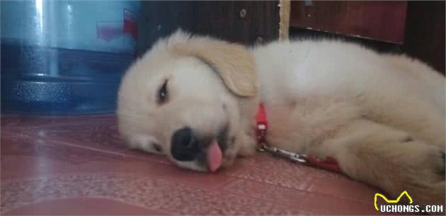 宠物狗狗中毒了怎么办？