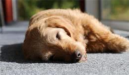 狗狗老是气喘吁吁的，这是它身体出现问题吗？狗狗喘气的五个原因