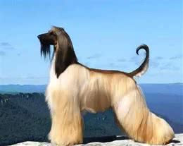 这么拉风的阿富汗猎犬，就该被禁养