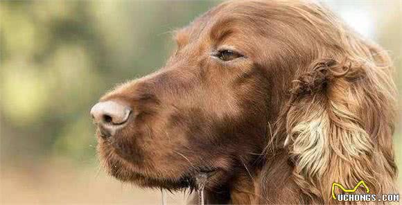 狗狗得了狂犬病十分可怕，若是出现这6种症状，要小心了