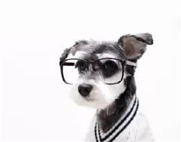 驱虫知识：狗狗多大就能够开始驱虫了？