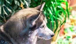 小白怎么挑选宠物狗？有8种小方法来帮你