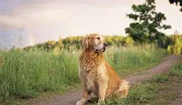 金毛犬的喜怒哀乐，小主你知道么？