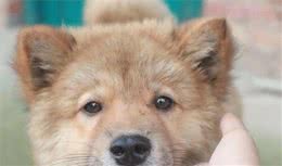 老祖宗选猎犬的方法：瓦盖鼻，花舌头，中间尾，都是传下来的经验