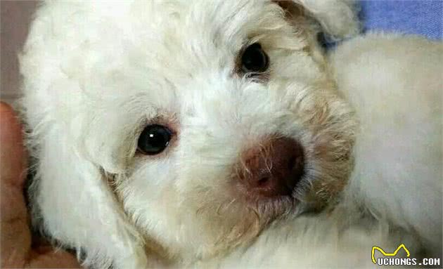 为什么不能买这5类比熊犬？养宠专家告诉您，免得你后悔