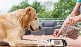 重点关注这5点，避开买犬粮的坑，狗狗吃得更放心