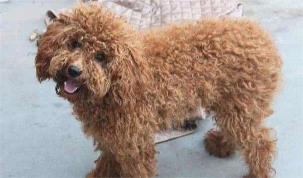 犬毛发打结有异味？教你一招，除臭留香，毛发柔顺