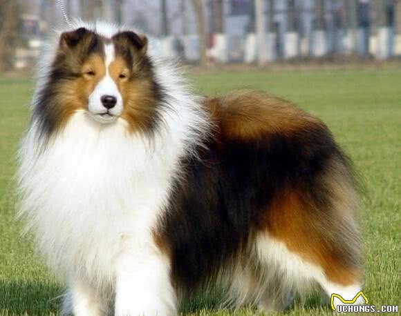 苏格兰牧羊犬和喜乐蒂牧羊犬详细介绍及区别