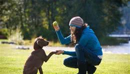 拉布拉多犬优点这么多，就算再“精致穷”也要养一只，绝不后悔