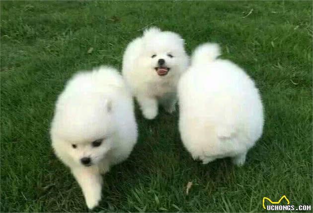 博美犬疯狂掉毛怎么办？换毛期该怎么护理？吃什么能美毛？