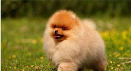 博美犬疯狂掉毛怎么办？换毛期该怎么护理？吃什么能美毛？
