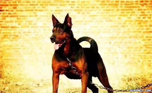 莱州红的前世今生，让我们为国产犬喝彩