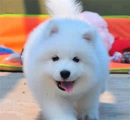 犬毛发打结怎么办？教你一招，毛发顺滑，干洁净净，一梳就开