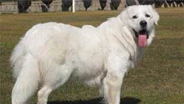 犬中王者—庇里牛斯牧羊犬