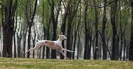 惠比特犬的游散训练开始了