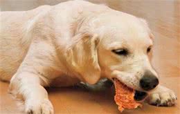 狗狗严重挑食，饿了三天也不吃犬粮怎么办？