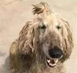 犬毛发粗糙无光泽，吃美毛产品？没必要，简单方法就能够美毛