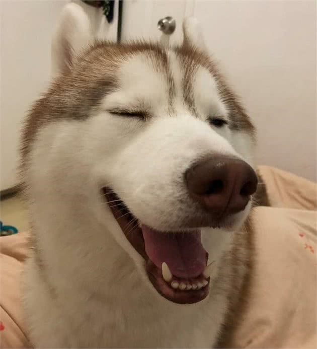 哈士奇犬好养吗？该如何饲养？