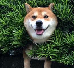 秋田犬的性格秋田犬性格沉着温顺感觉锐敏