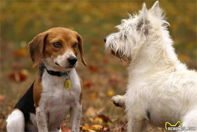 犬窝咳不就是狗感冒？可是传染性极强，主人要懂得预防