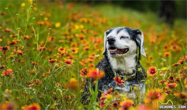 老年犬春季护理怎么做?专业兽医师给您十条建议