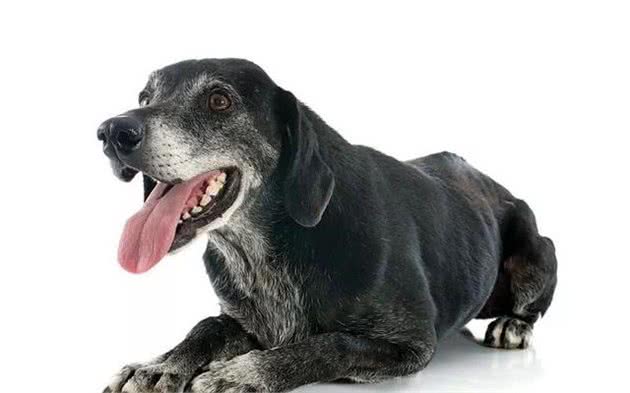 老年犬春季护理怎么做?专业兽医师给您十条建议