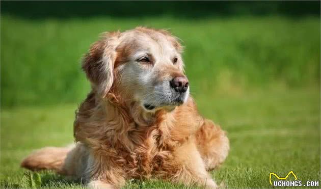 老年犬春季护理怎么做?专业兽医师给您十条建议