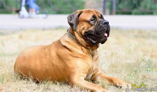 老年犬春季护理怎么做?专业兽医师给您十条建议
