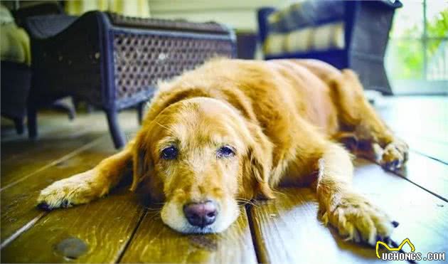 老年犬春季护理怎么做?专业兽医师给您十条建议